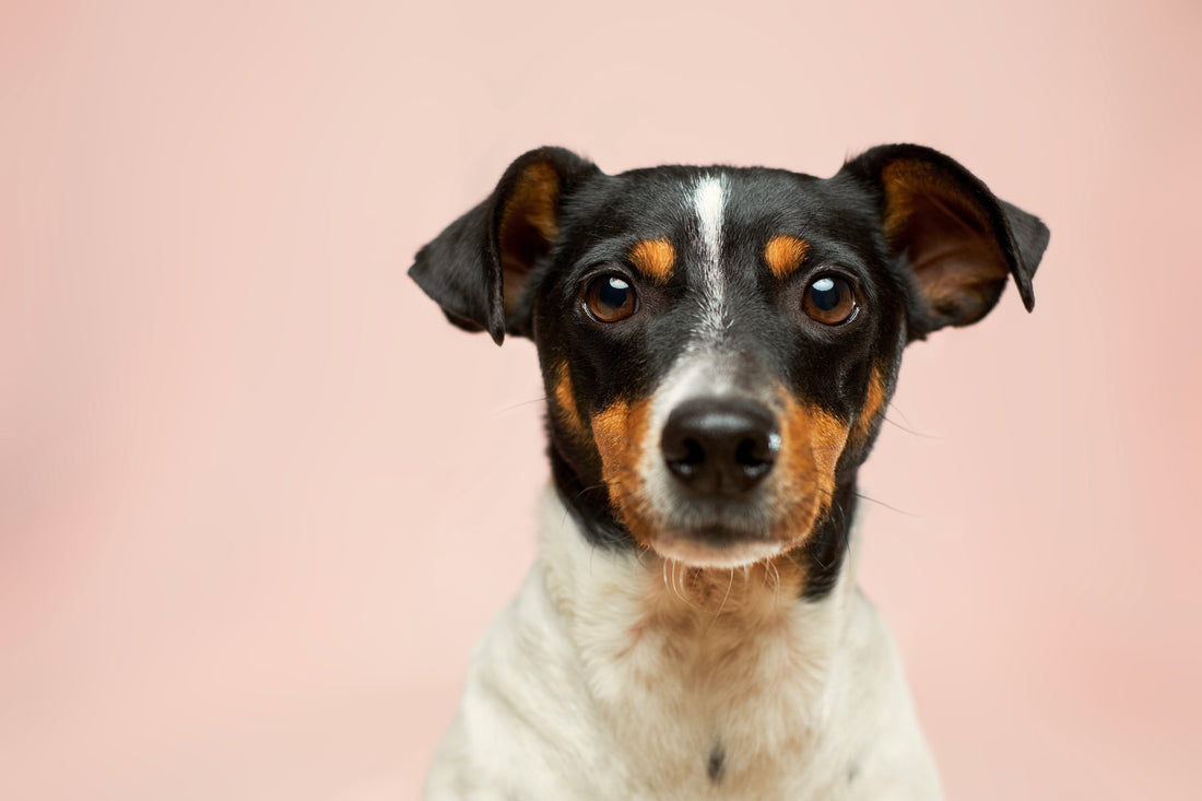 How to Choose the Best Interactive Dog Toys for Your Pet